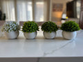 *Topiary Plants - Set of 4